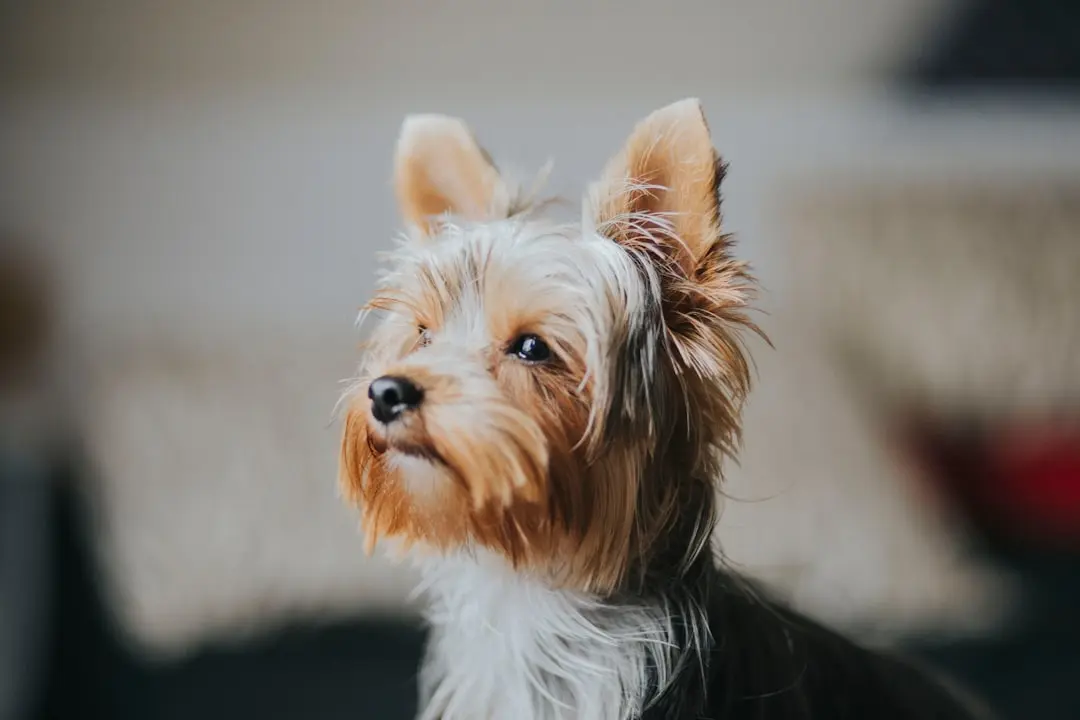Understanding the Cost of Yorkshire Terrier Puppies