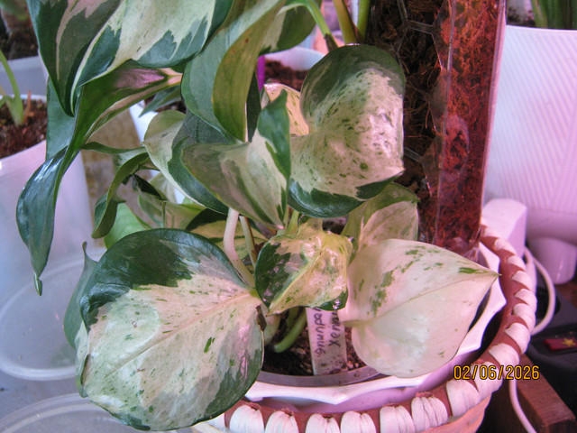 IMG 6405.jpg
