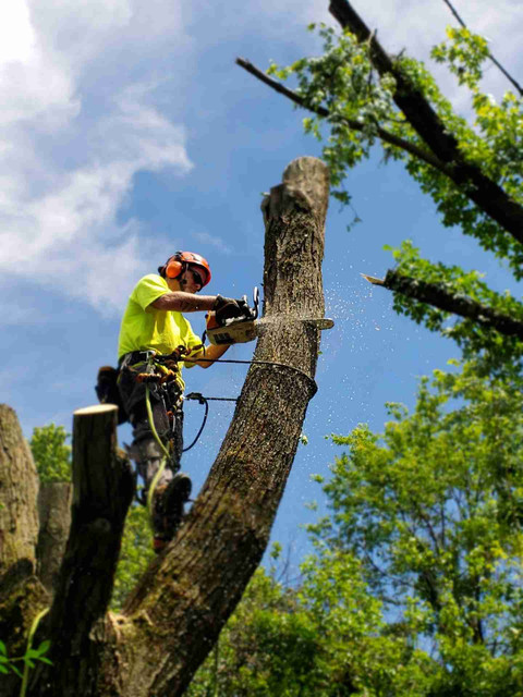 large oak tree removal Double Oak TX takedown