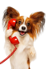 chientel removebg preview