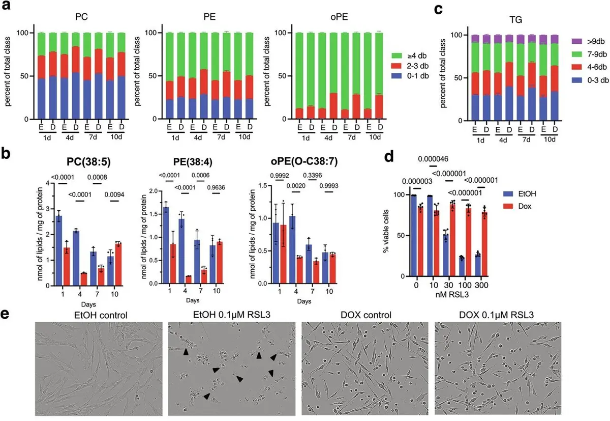 Senescent Cells Evade Death by Reprogramming Fat Metabolism, New Research Finds