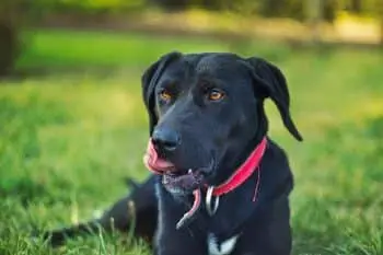 Boost Your Dog's Brainpower with the Right Nutrients