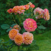 IMGP5258