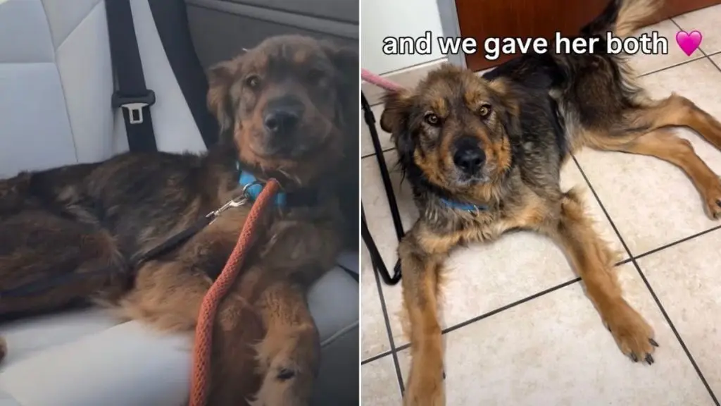 Starving Rescue Dog Thrives in Foster Care