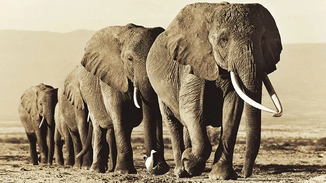 echo-elefante.webp