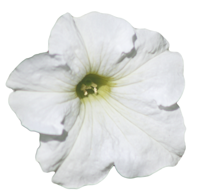 fleur13