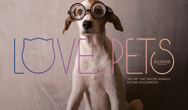 Pets-Animals-51
