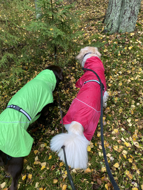 7-FD088-EE-921-E-4-A9-A-9-AC3-16683243-A