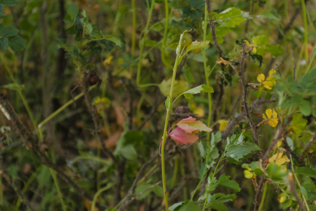 DSC5097-1.jpg