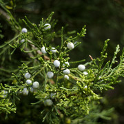 DSC7254
