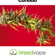 Main-Order-Weed-Canada-26