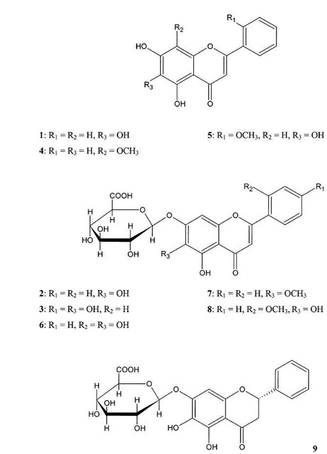 Scutellaria-Lateriflora-5ht7
