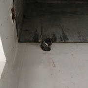 IMG-2631