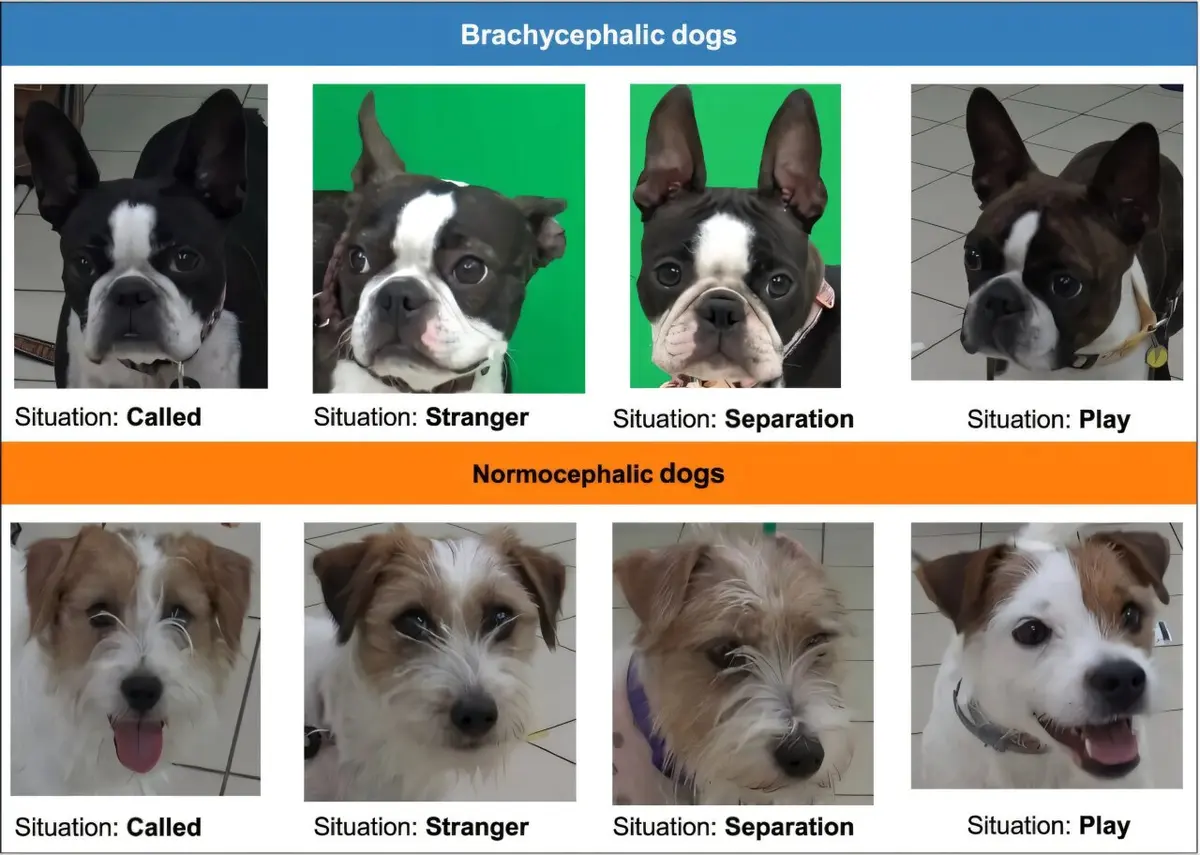 Reading Brachycephalic Dogs' Faces is Harder for Humans