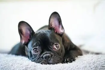 Dogs with the Most Expressive Faces