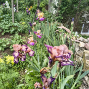 iris