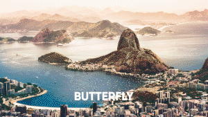butterfly