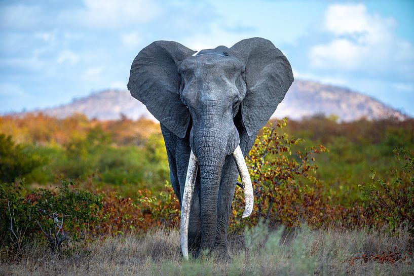 Éléphant - Côte d'Ivoire