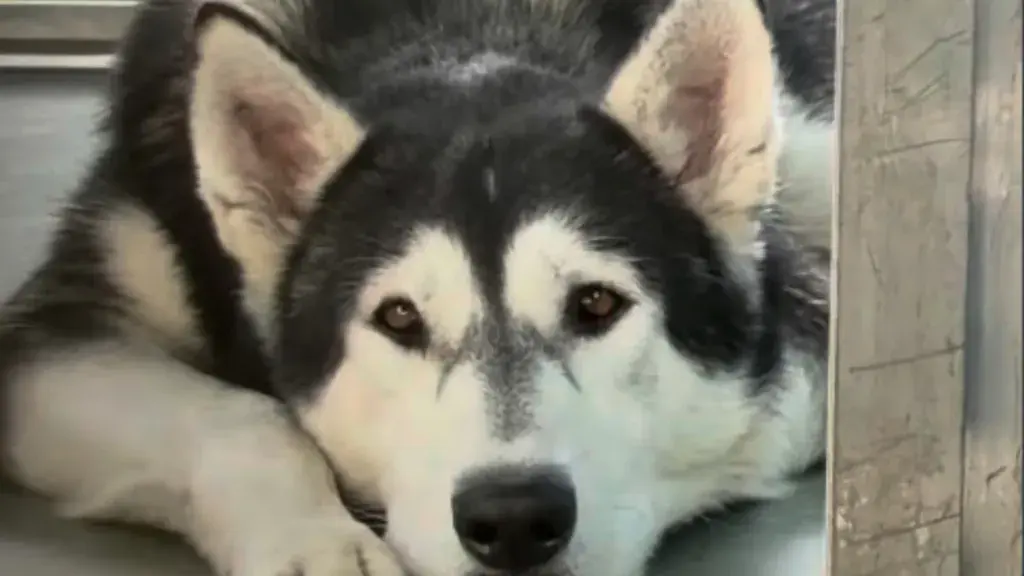 Shelter Dog's Plea for Life Goes Viral Online