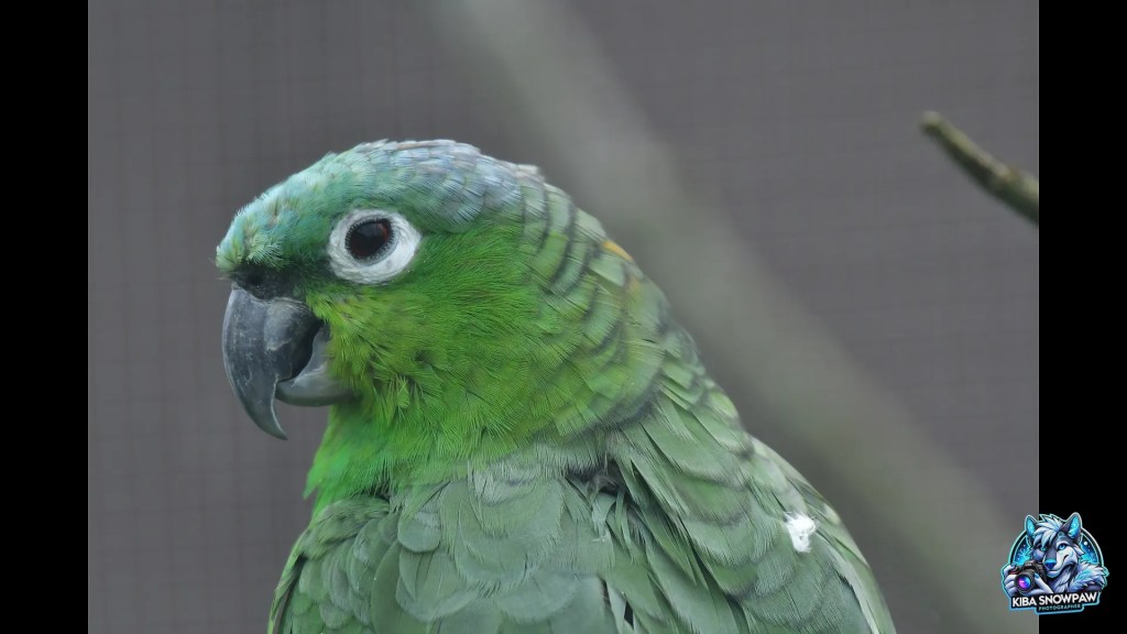 A green parrot in close-up.