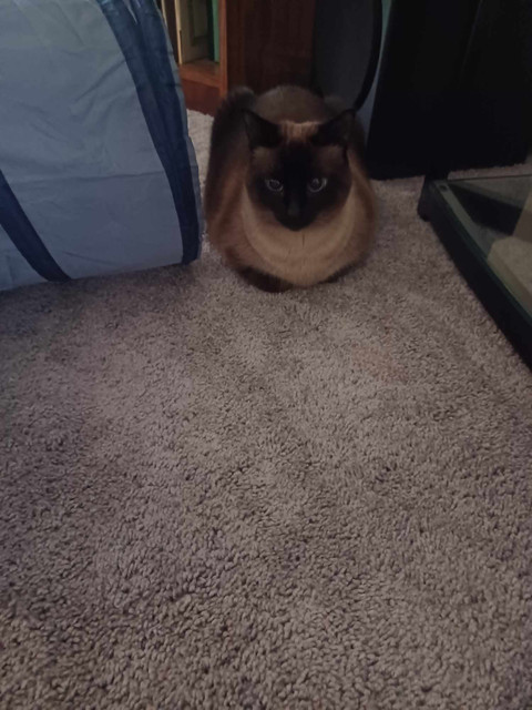 catprecious