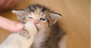 Orphaned Kittens Receive Critical Care on Mother's Day