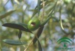 Olive fruit rot (Shield) Olive fruit rot, Camarosporium dalmaticum