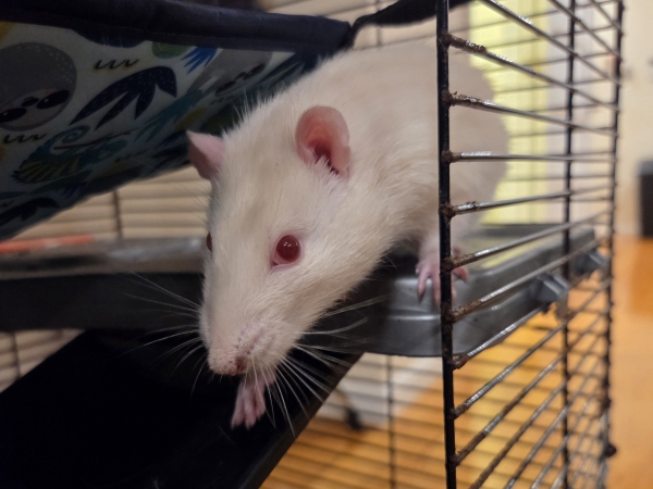 stuart