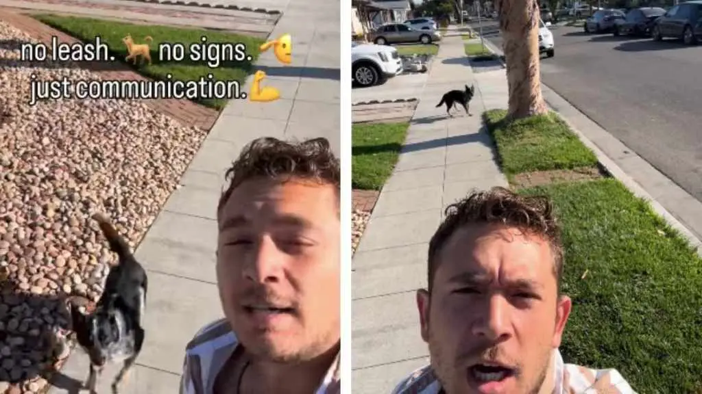 Canine Commands Leave Internet Stunned