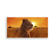 704635-Mufasa-Ana