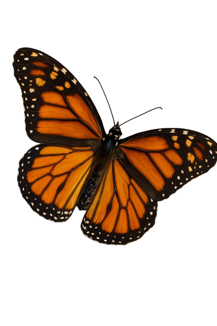 e846a2ec32af7f6ec026f33ed13f302f.png