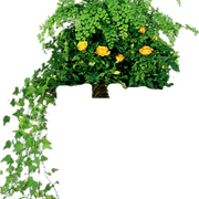 transparent-2