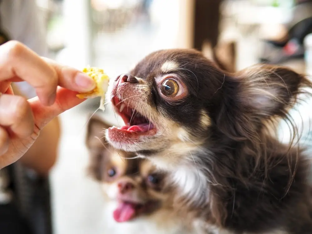 Doggy Gas: 7 Foods That Cause It