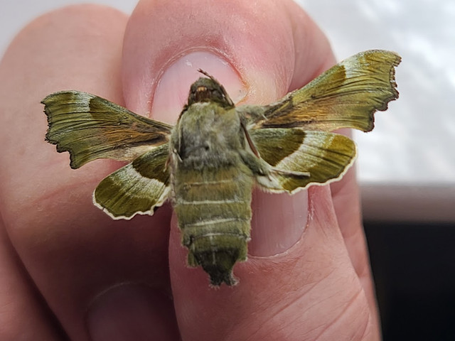 underside