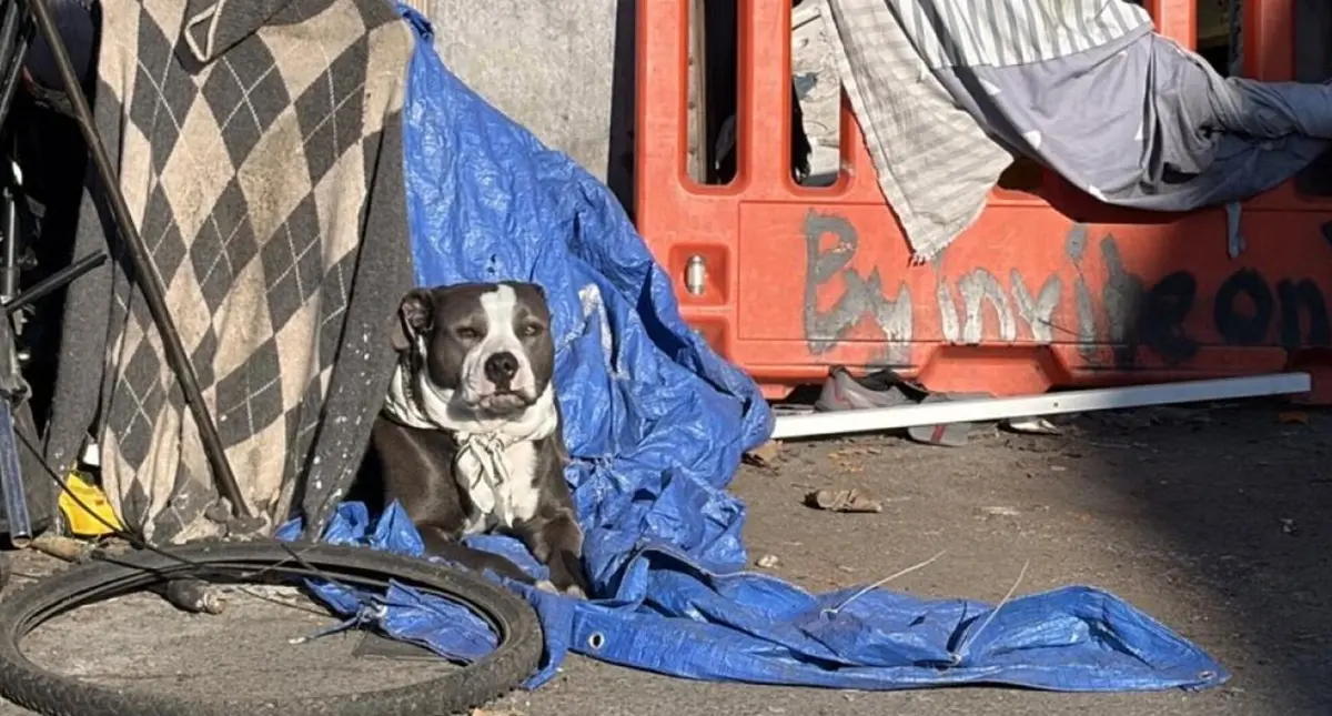 Leptospirosis Outbreak Hits Los Angeles Dog Daycares