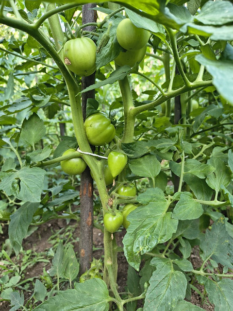 tomato5