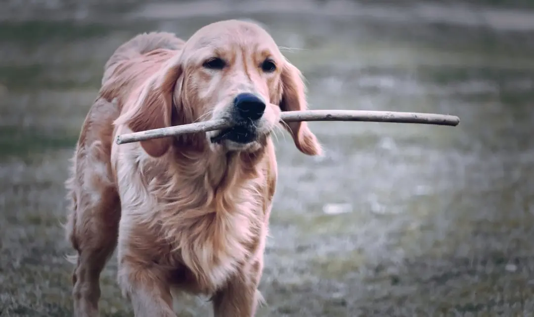 Golden Retriever Sneaks in New Friend While Owner is Away