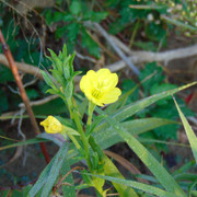DSC07111