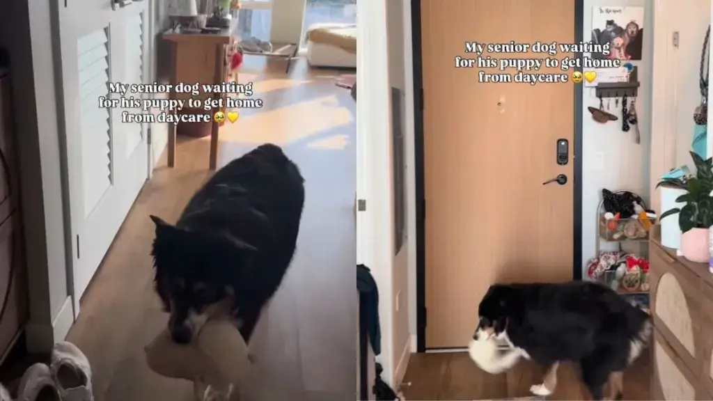 Senior Dog Waits with Toy for Puppy's Return