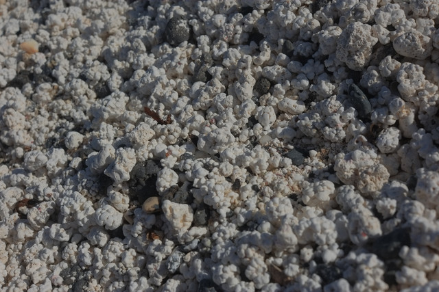 DSCF8495.jpg