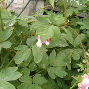 IMG-20210522-092247