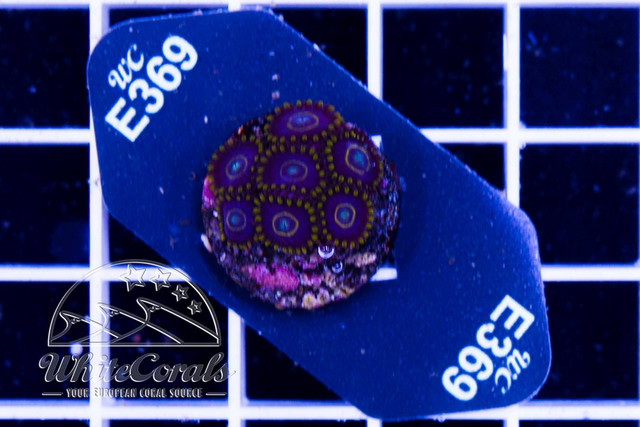 sj185294