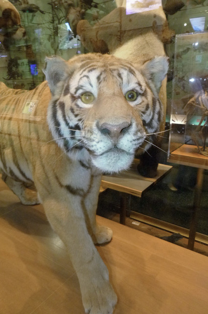 Tiger.jpg