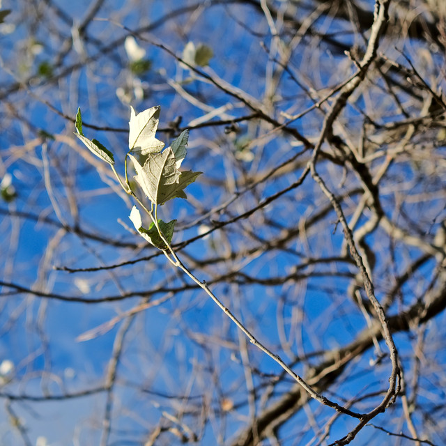 DSCF4368.jpg