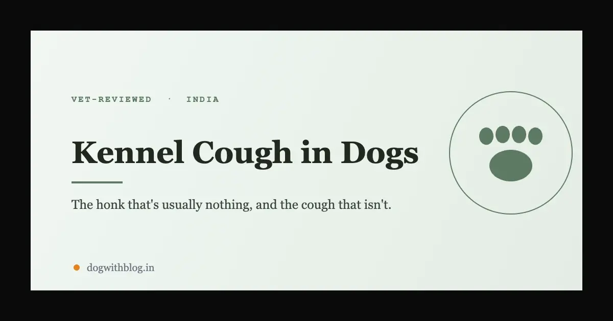 Kennel Cough in Dogs: Spotting the Signs