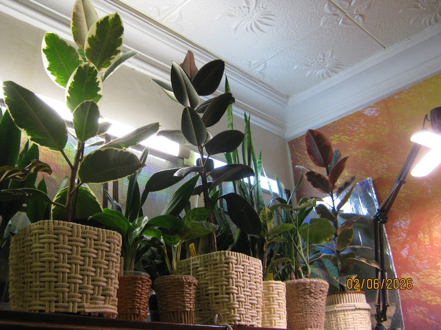 IMG 6399.jpg