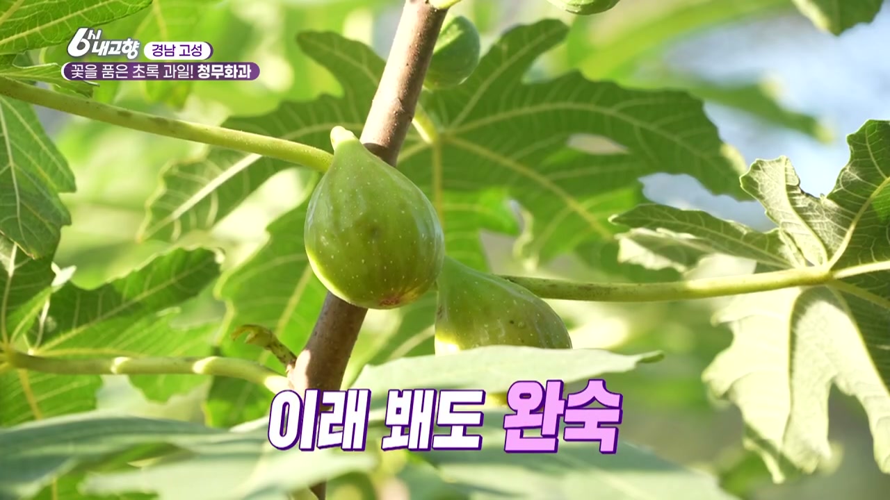 6시내고향 경남 고성 청무화과 추가 캡처 1
