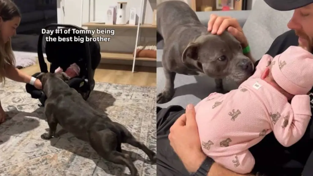 Dog Finds New Purpose with Baby Sister