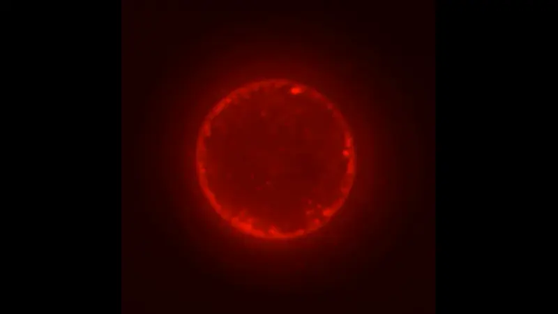 Lab-Created "SpudCells" Advance Synthetic Life Research
