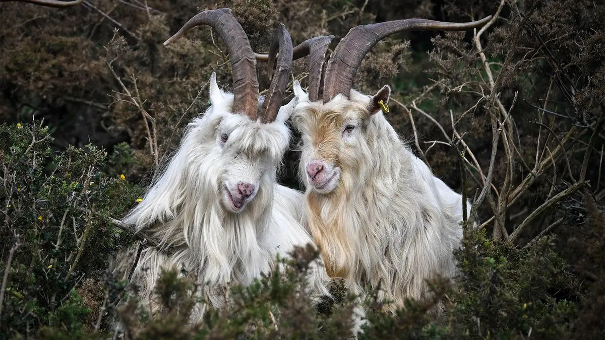 Goats in Age of Empires II Used to Mock AI Consciousness